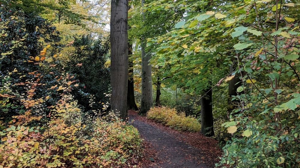 A woody area in a neighborhood park